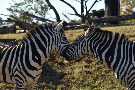 קזינו סלוטס קפה תמיכה